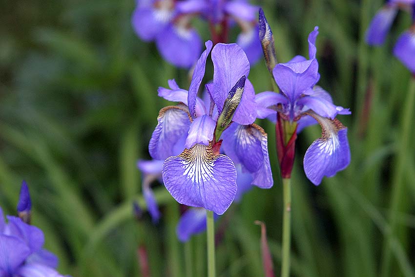 Strandiris, H&auml;llegatan 18